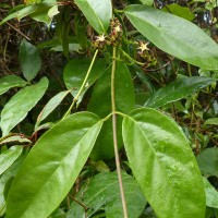 Parsonsia alboflavescens (Dennst.) Mabb.